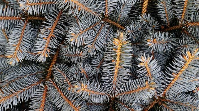 Collecte de sapins naturels