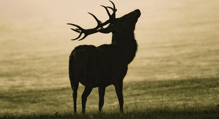 Immersion sauvage, au cœur du brame du cerf -3 jours / 2 nuits