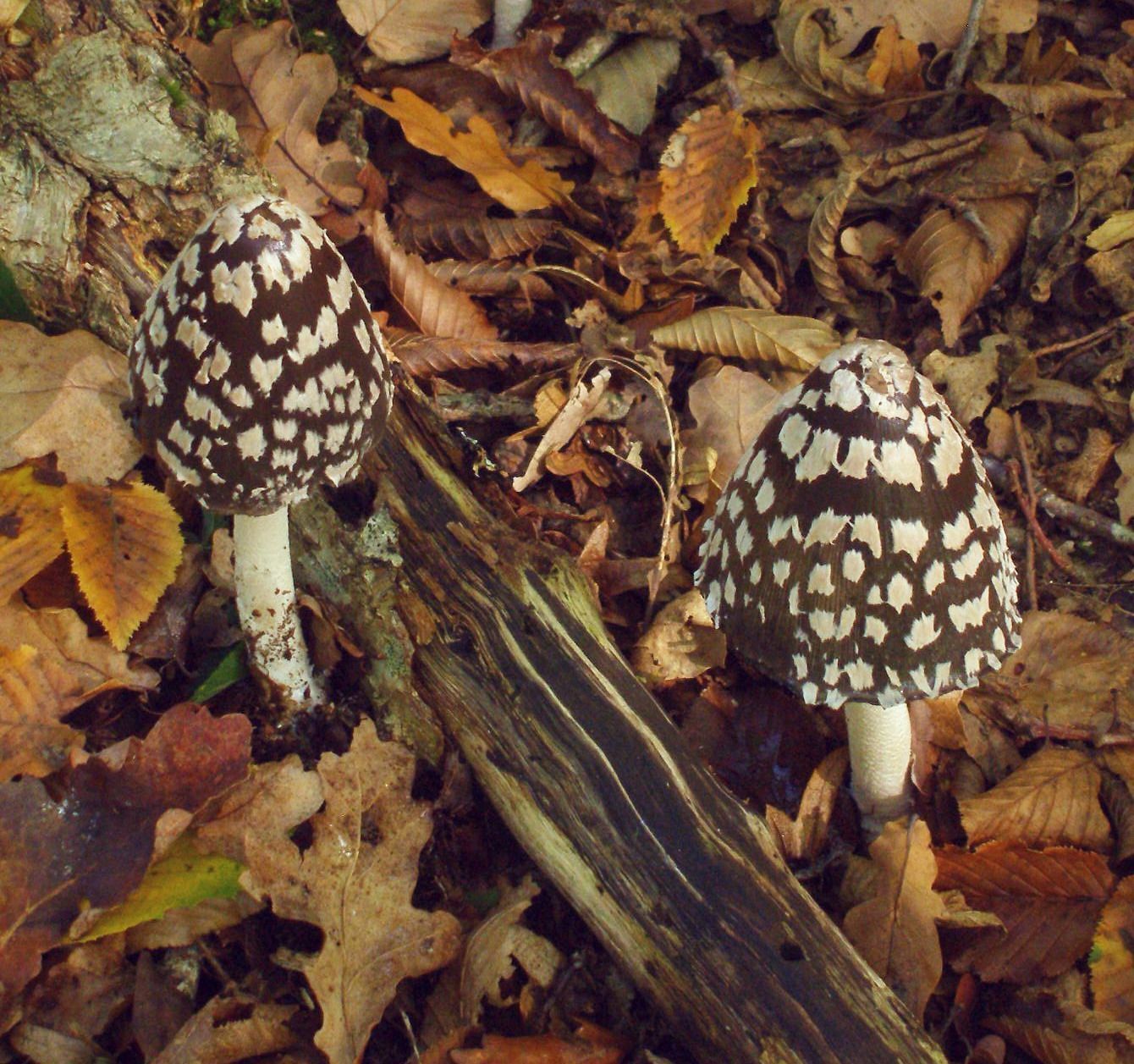 Champignons forestiers et paysages d'automne