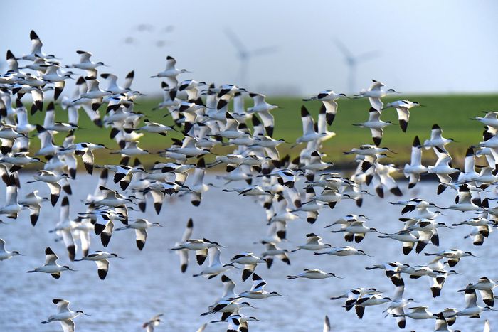 Voyage avec les oiseaux migrateurs