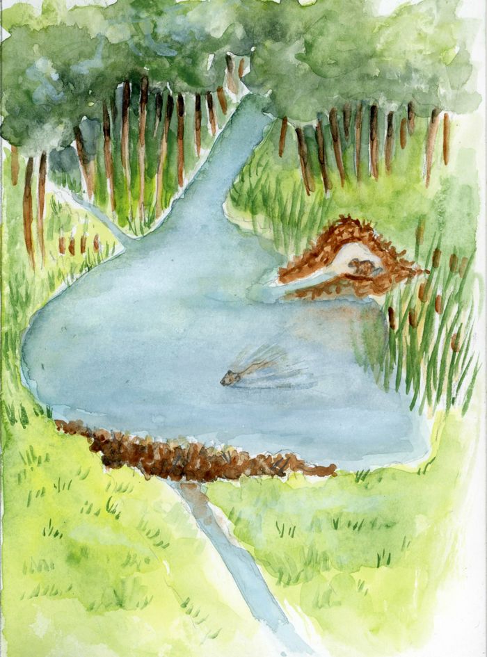 Balade naturaliste : 