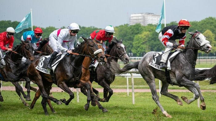 Courses hippiques : Galop
