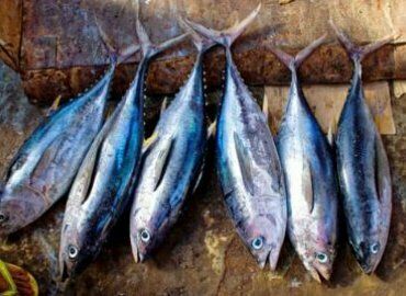 Concours de pêche côtière en bateau