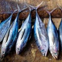 Concours de pêche côtière en bateau