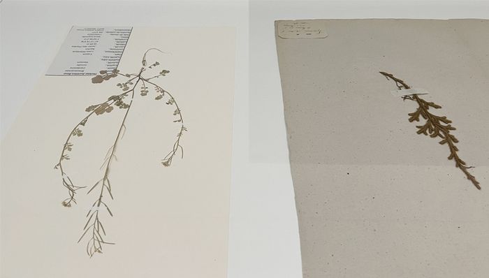 Les herbiers de Plants and People