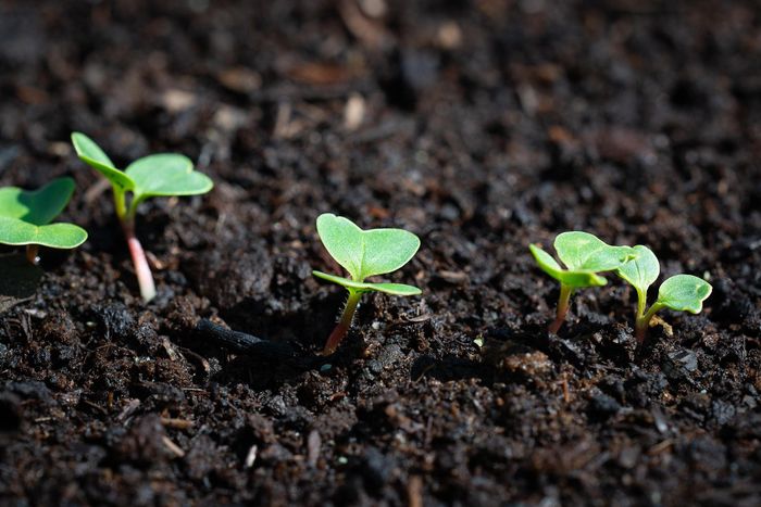 Un atelier jardin pour se reconnecter à la nature, apprendre en douceur et cultiver plantes et sérénité.