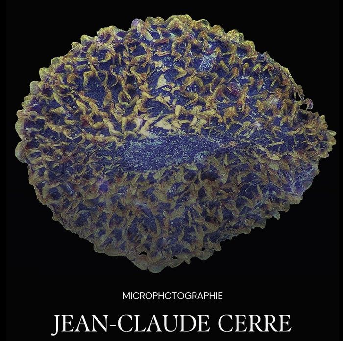 Microphotographie - Jean-Claude Cerre