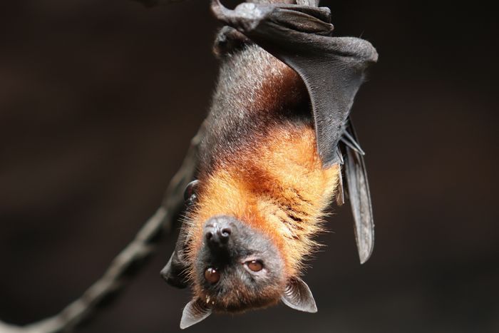 Fabrication de nichoirs à chauve-souris