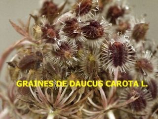 Les ombellifères et autres curiosités florales d’automne