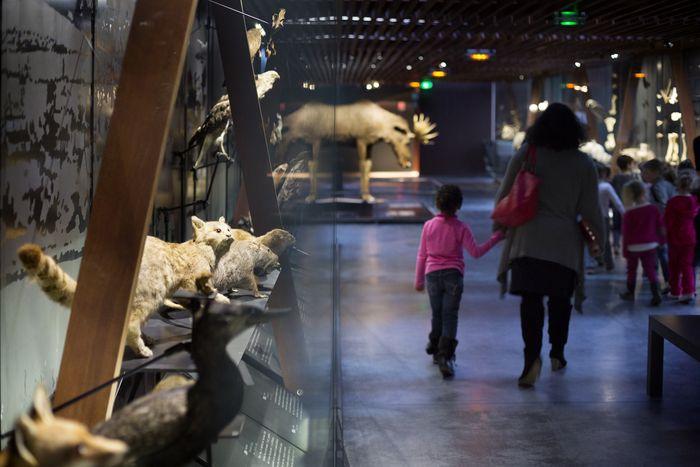 Visite libre : SOS animaux en danger !