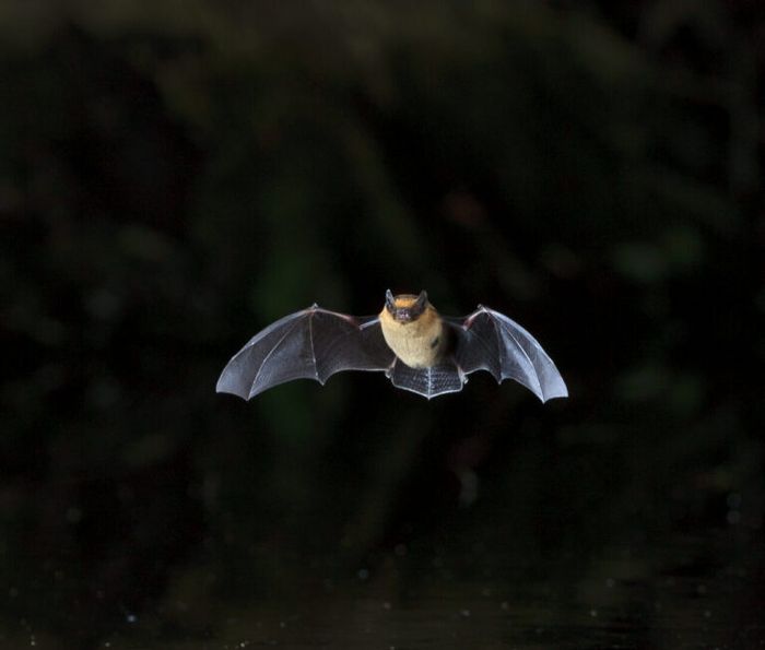 A la découverte des Chauves-Souris