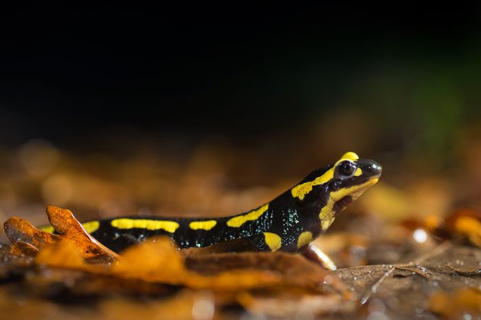A la rencontre des salamandres