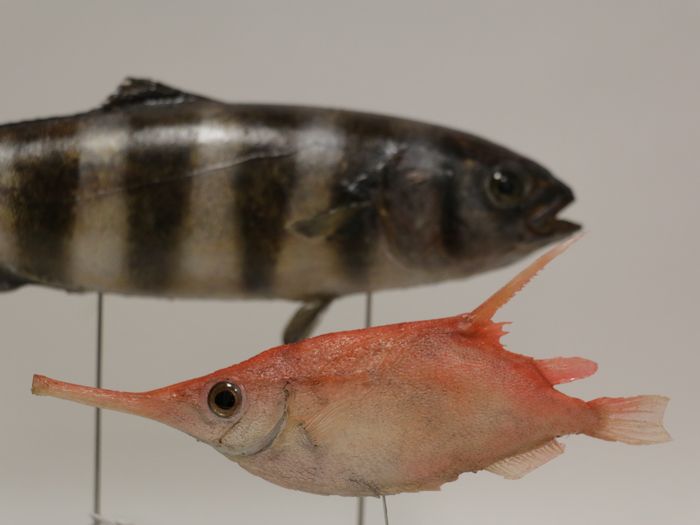 Visite commentée : histoire de spécimens