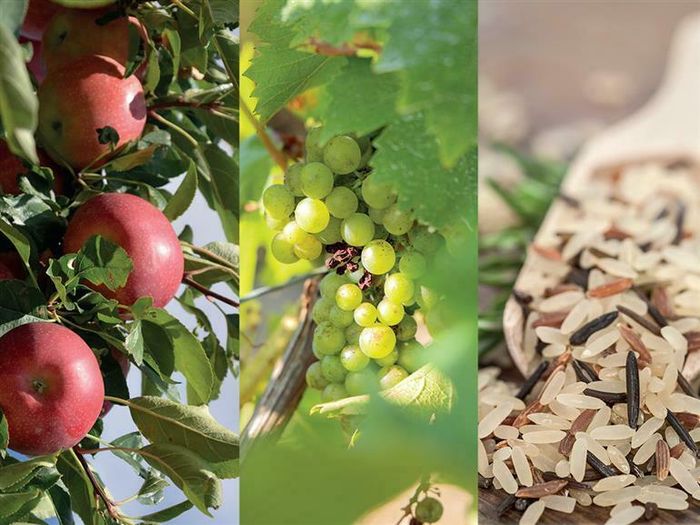 Foire de la pomme, du vin et du riz