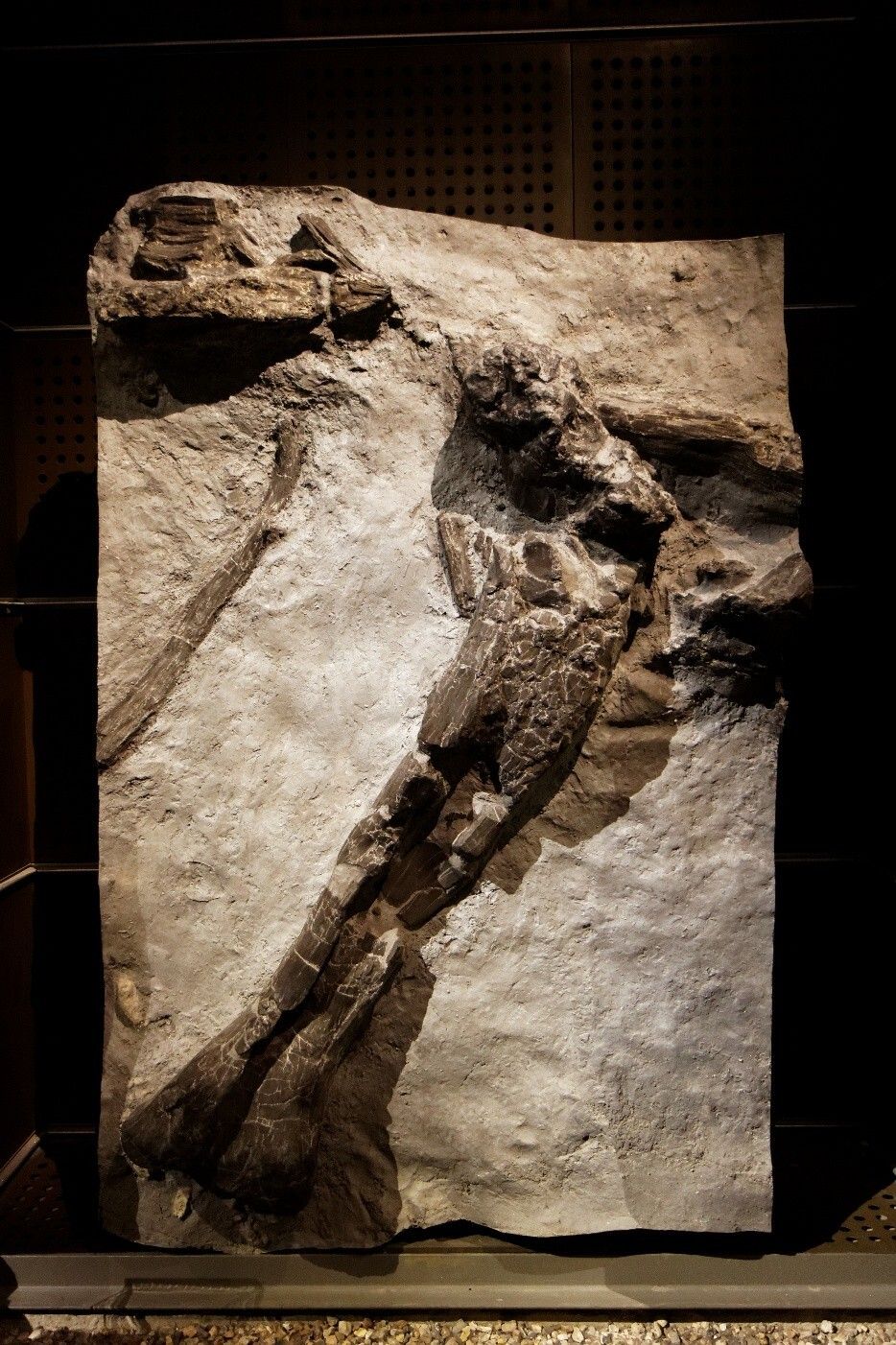 Angeac, Les plus grands dinosaures