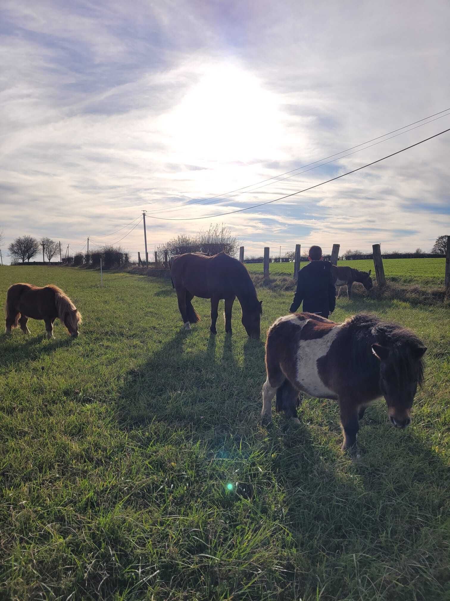 Atelier de médiation équine pour les adolescents :  Confiance en soi et communication avec le cheval, chez LP Médiation Equine