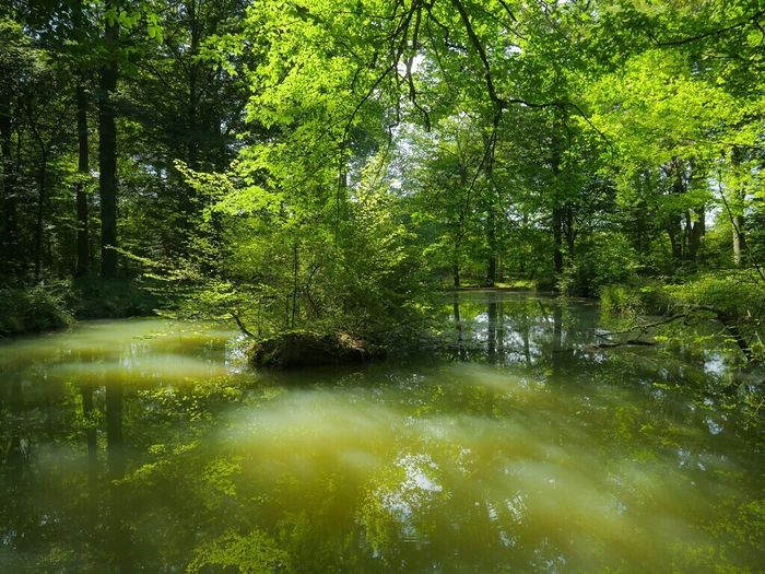 Cycle traversée de la forêt nivernaise