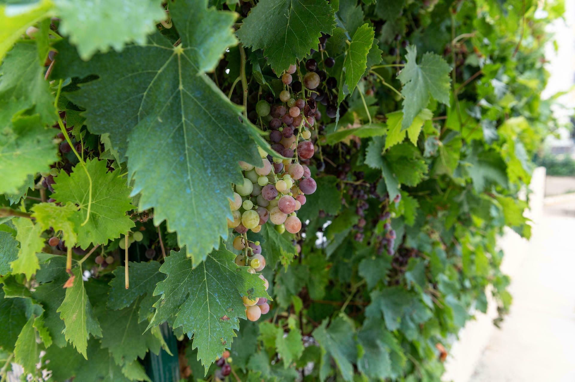 Randonnée De la Vigne au Verre