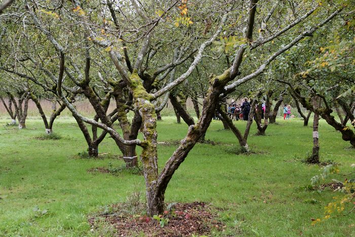 Découverte de l'entretien d'un verger au naturel