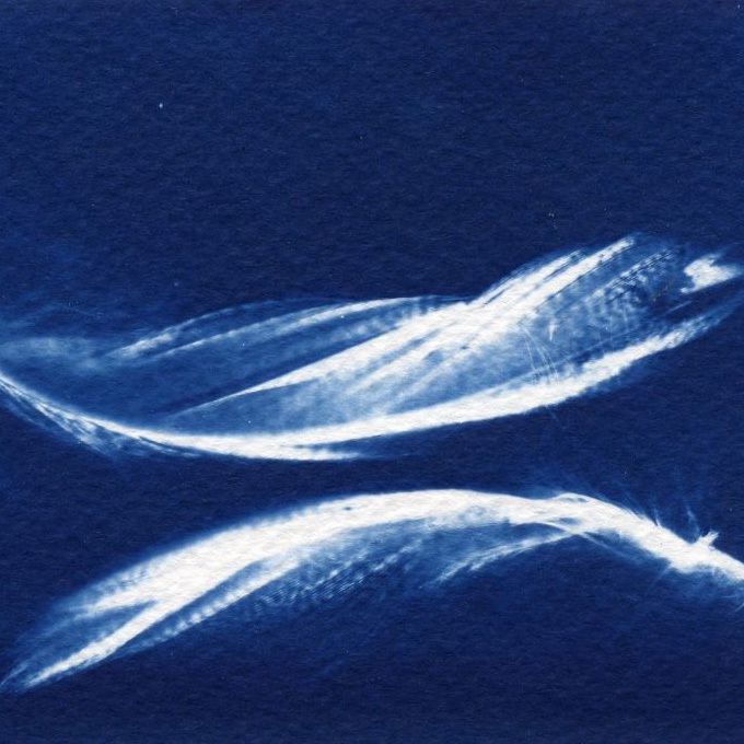 Bleu de plume