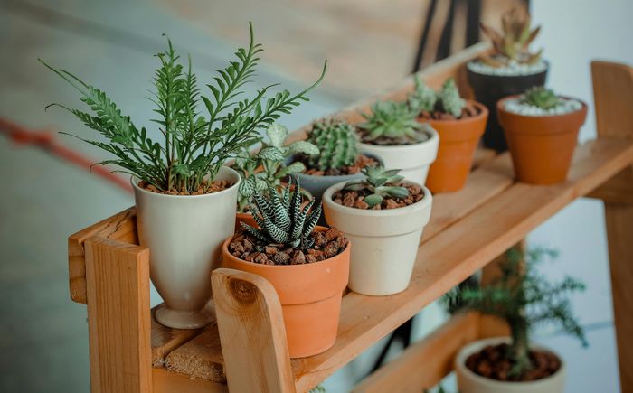 Troc de plantes
