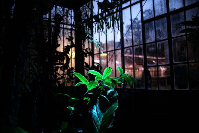 Noël au Palmarium