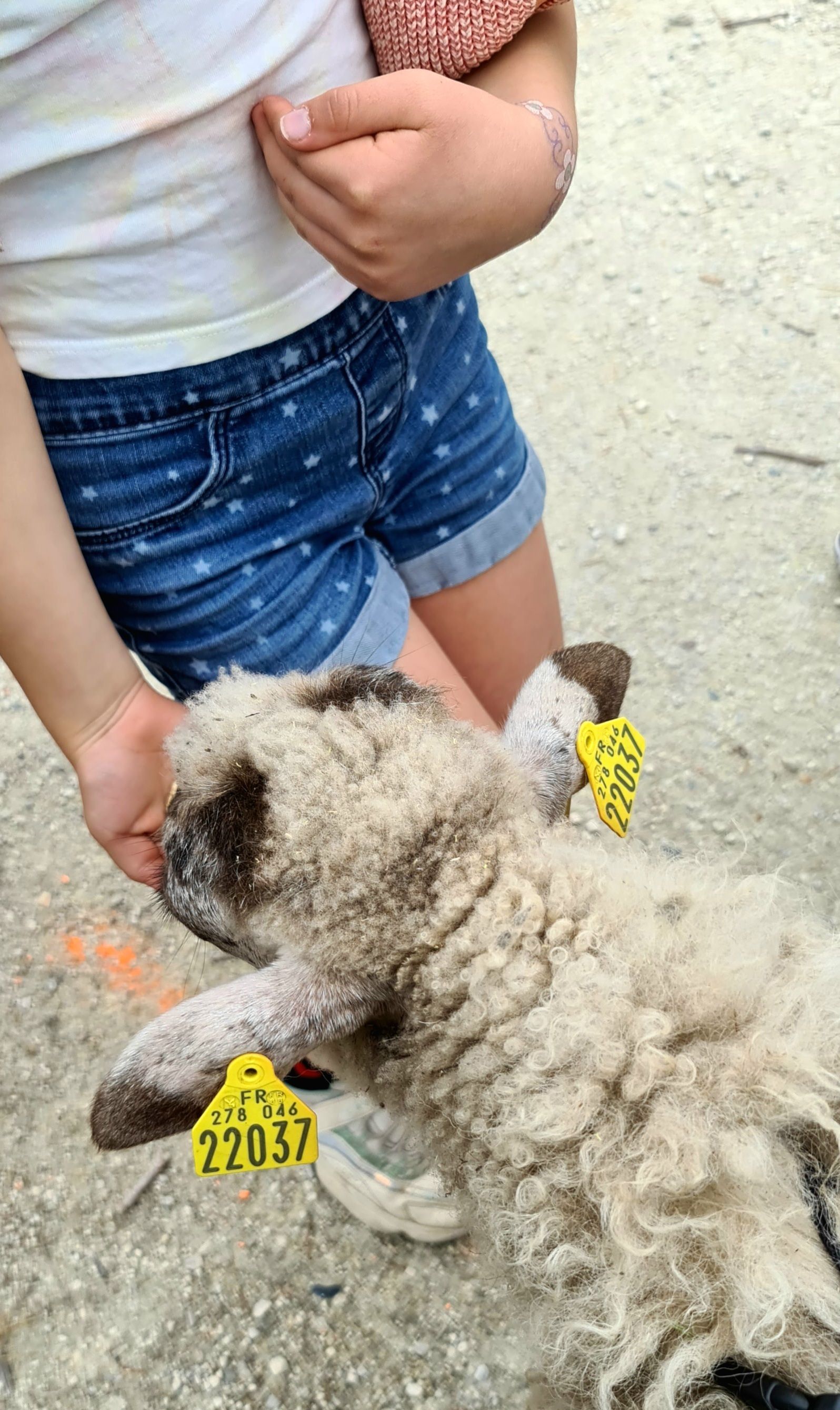La Brebis landaise, un mouton pas comme les autres