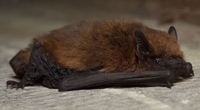 Fascinantes chauve-souris 2026