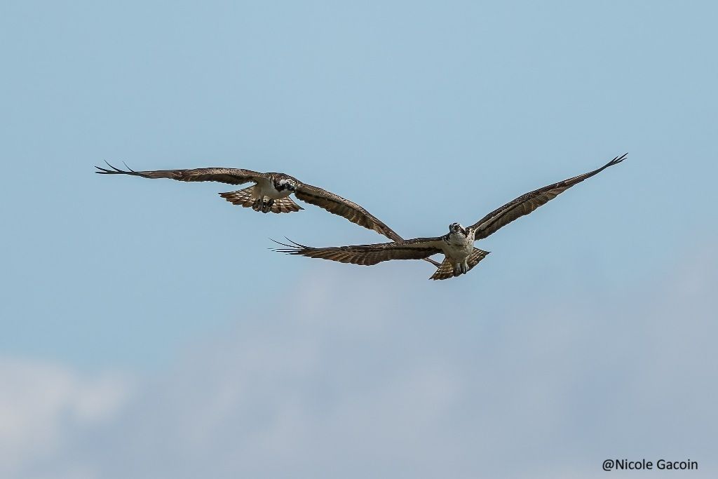 Migration à l'Ailette