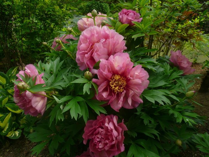 Découverte des jardins de mon moulin labellisés "Jardin remarquable"