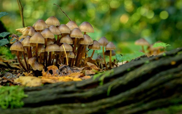 A la découverte des champignons du Parc Floral de Paris