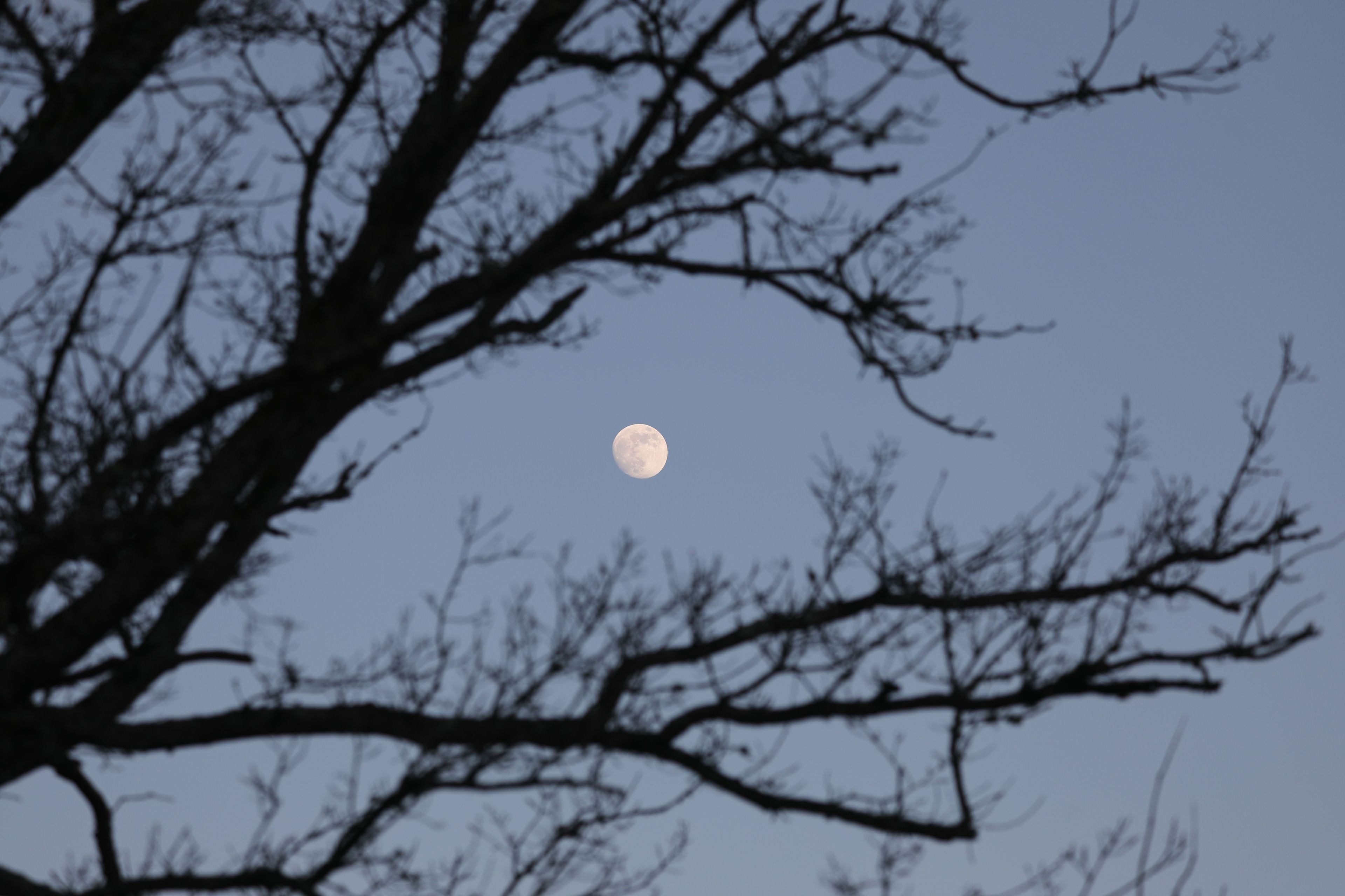 La faune léodégarienne à la tombée de la nuit