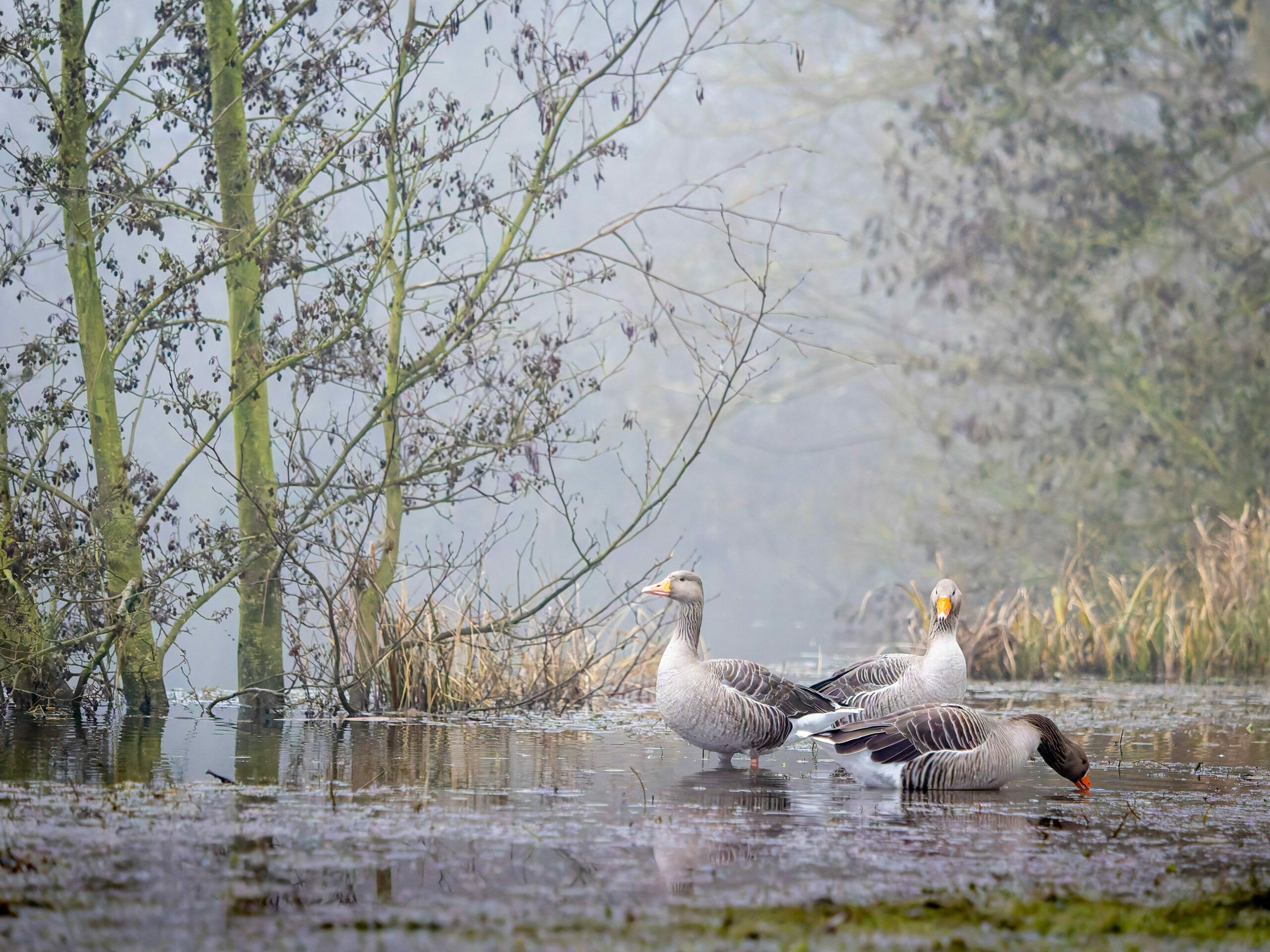 Capter la magie des ailes déployées