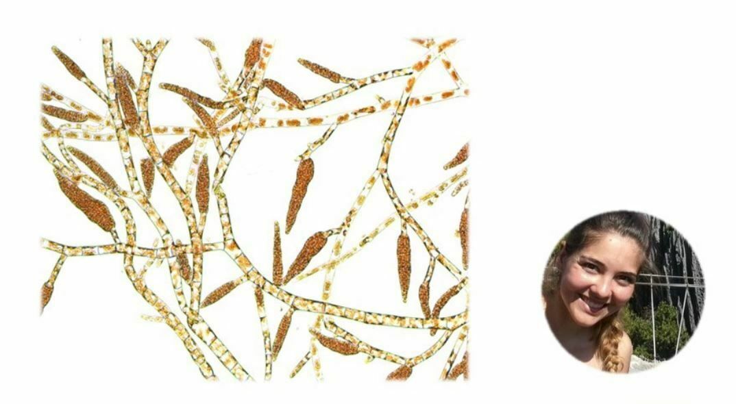 Insight into hybridization processes between two cryptic species of brown algae: Ectocarpus