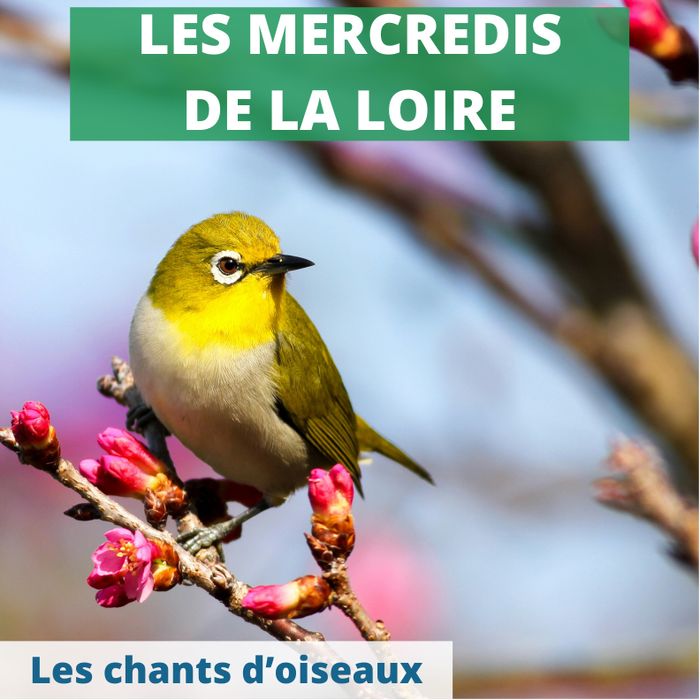 Les chants d'oiseaux