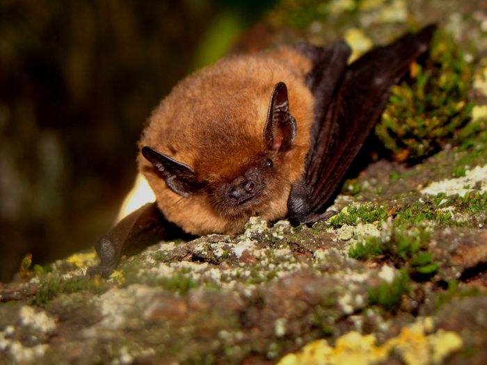 Nuit Internationale de la Chauve-souris
