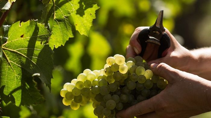 Un bon vin oui, mais comment ?