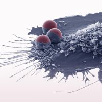 SoMM2026 : 9th SYMPOSIUM OF THE FRENCH NETWORK ON MONOCYTE-MACROPHAGE