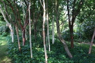 Le patrimoine Vivant végétal : Visite guidée du Parc Botanique "Reflets de Jardin"
