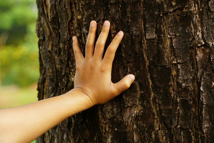 Défi « Sur la piste des arbres »