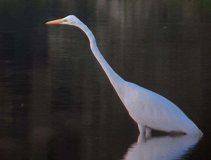 Balade nature ornithologique au marais de Goulaine