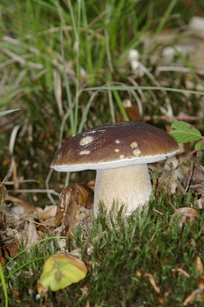 Sortie coorganisée par Île-de-France Nature
