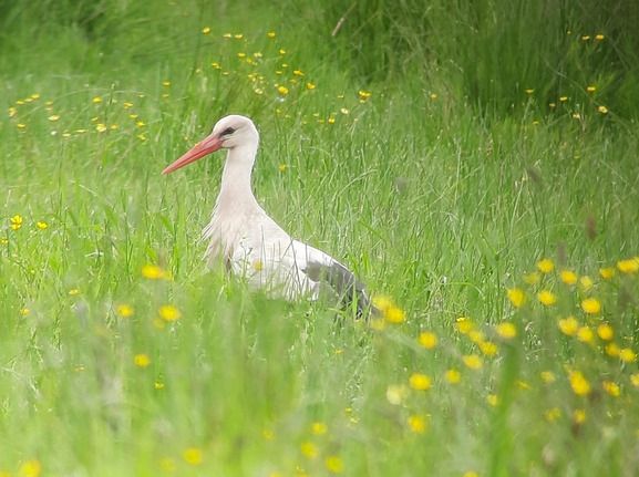 Sortie oiseaux au Marais Audubon, autrement dit au Pays des Cigognes