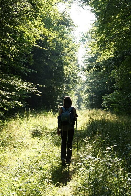 How Does the Forest Work?