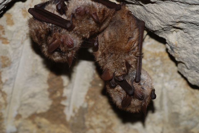 Des vieilles pierres, la nuit et des chauves-souris