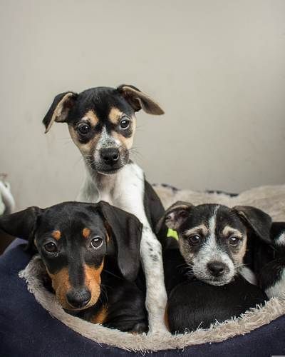 Salon passion chiots