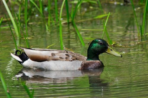 Un été Nature à Kerhinet