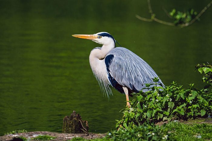 Balade nature parent-enfant : La vie des hérons cendrés