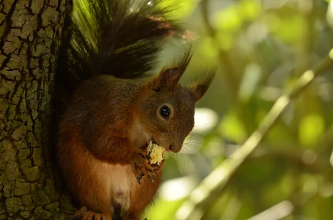 Les écureuils au parc rivière