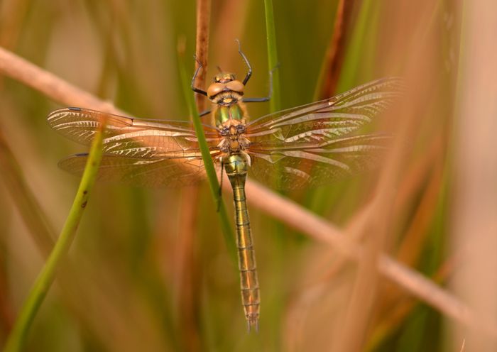 Balade naturaliste : 